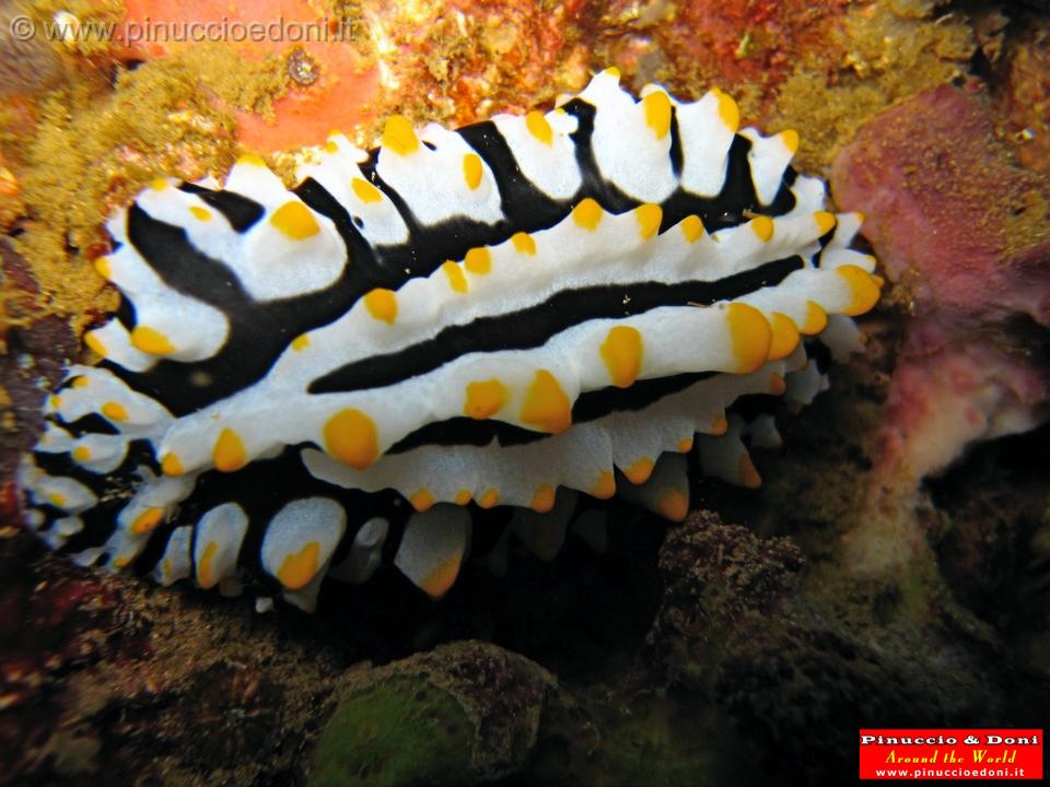 Djibouti - 484.jpg